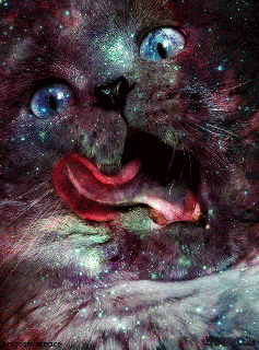 gif cat cats space nebula cat gif cats in space cat in small