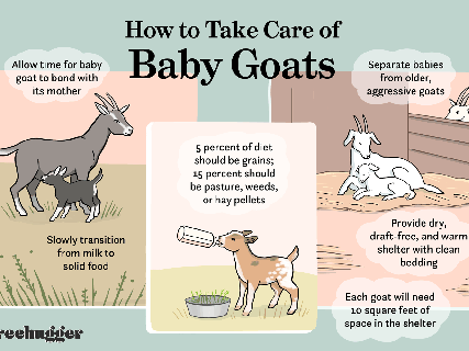 how to raise and care for baby goats animated barn cat small
