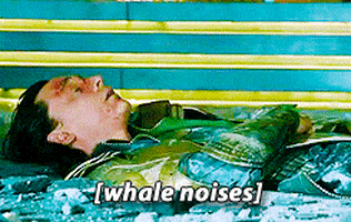 whale noises gifs get the best gif on giphy small