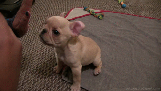 gif dog cute puppy puppies animated gif dogs pet pets tricks french small