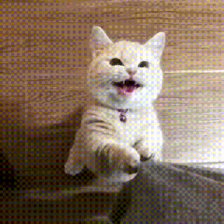 https://cdn.lowgif.com/small/d3846026b01d4339-q6wldhn-gif-720-720-cats-cats-cats-pinterest-cat-cat-and-cat.gif