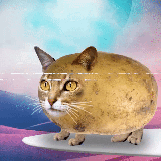 cat space wtf weird cats kitty trip future acid high surf small