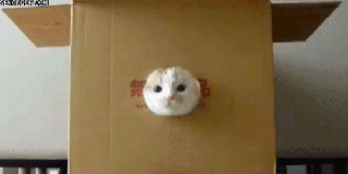 cat dancing gif by cheezburger find share on giphy