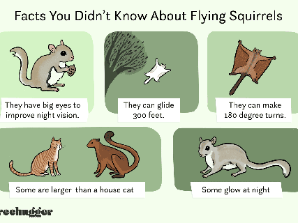13 interesting facts about flying squirrels hunting prey animal gifs small