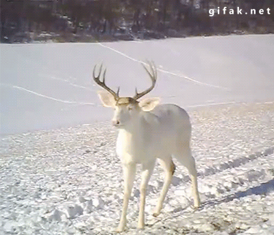 white deer surprised by his own antlers shedding funny videos small