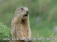 meerkat gifs get the best gif on gifer small