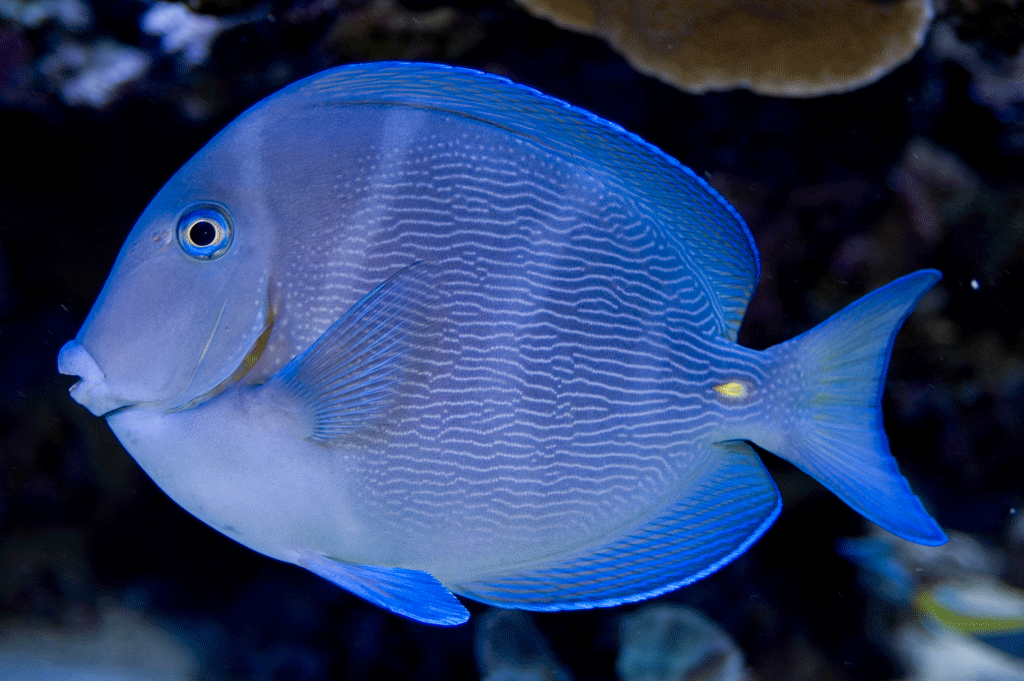 https://cdn.lowgif.com/small/d5589c6e485c2d9a-caribbean-blue-tang-acanthurus-coeruleus-aquarium-pinterest.gif