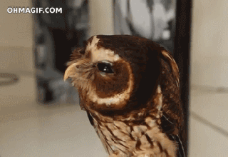 owl funny gif on gifer by megami small