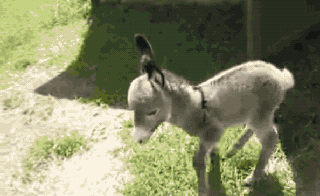 14 donkeys who prove they re secretly the cutest animals straight small