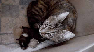 cat puppy gif find share on giphy small
