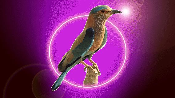 a bird perched inside the ring nft showroom animated gif small