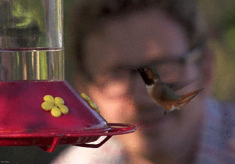 humming bird gifs get the best gif on giphy animated small