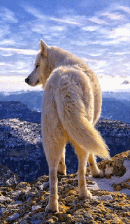 https://cdn.lowgif.com/small/d8609daeaa994385-a-white-wolf-animated-gifs-pinterest-white-wolf-and.gif
