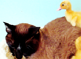 cool pictures cool animals gif wifflegif small