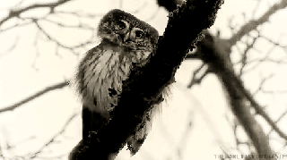 owl animated gif tumblr small