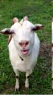 https://cdn.lowgif.com/small/da88830eb6fea9a4-tongue-goat-gif-find-share-on-giphy.gif