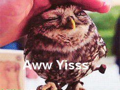 https://cdn.lowgif.com/small/db9a38903e36c62b-20-sentences-every-grad-student-has-uttered-owl-animal-and-gifs.gif