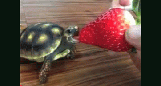 https://cdn.lowgif.com/small/dbed5e6c7bccdf58-baby-turtle-strawberry-gifs-tenor.gif