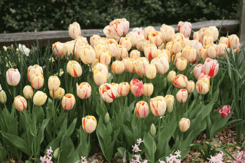 33 best bulbs to plant in fall for spring flowers to plant in fall small