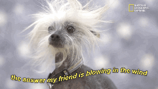 chinese crested gifs get the best gif on giphy small