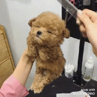 cuteness overload gifs find share on giphy small