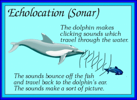 https://cdn.lowgif.com/small/dec469ae2db1d751-dolphin-adaptations-habitats.gif
