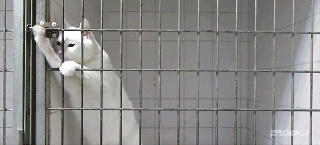 https://cdn.lowgif.com/small/df4fa9a2086d458c-amazing-houdini-cat-escapes-cages-by-opening-locks.gif