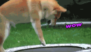 doge gifs 23 of the funniest animated doge gifs small