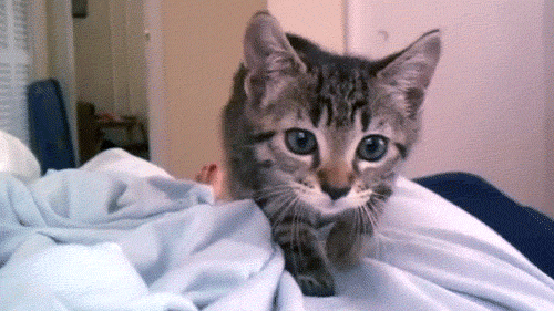 these crazy cat gifs prove cats are little fur covered maniacs small