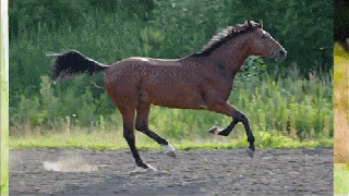 equestrian running gif wifflegif small