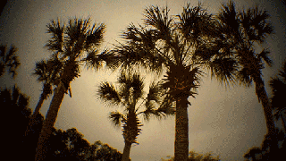 palm tree gif tumblr small