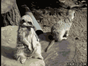 meerkat struggles to stay awake se or gif funny gifs small