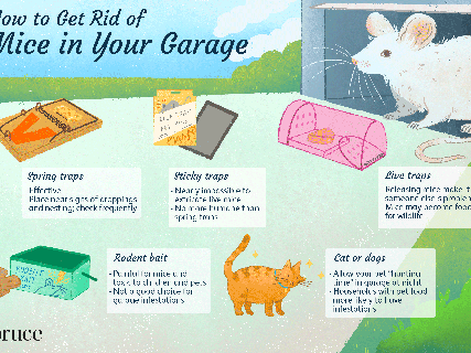 how to get rid of mice in your garage derp jump dog small