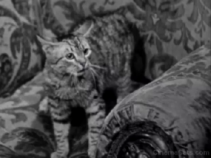https://cdn.lowgif.com/small/e40a76a676872ac8-house-of-dracula-1945-cinema-cats.gif