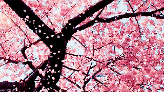 cherry blossom tree gif tier brianhenry co small