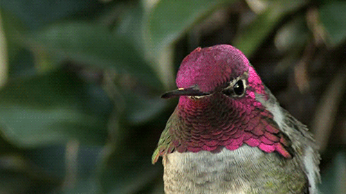 la leyenda maya del colibr pinterest hummingbird gifs and bird small