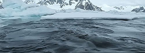 https://cdn.lowgif.com/small/e5c750b216aa411a-orca-surfaces-animated-gif-orcas-pinterest-killer.gif