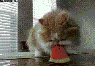https://cdn.lowgif.com/small/e682538b99d52459-gif-cat-watermelon-caturday-animated-gif-on-gifer-by-nirn.gif