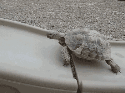 https://cdn.lowgif.com/small/e6e6d581fdeab580-new-party-member-tags-slide-turtle-climbing-persistant-gif-party.gif
