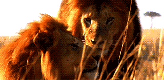 bbc lion gif find share on giphy small