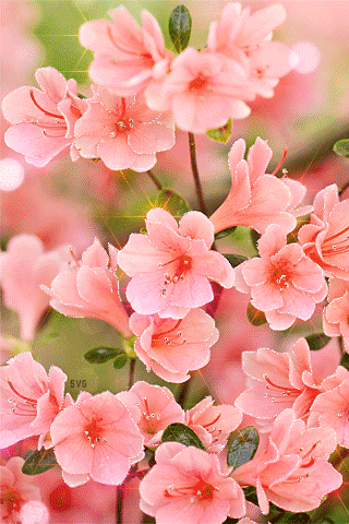 spring flowers flores pinterest paradise flowers and flower small