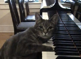 gif cat piano derby animated gif on gifer by dara small