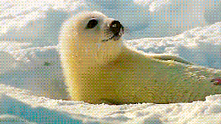 page snow gif by cheezburger find share on giphy small