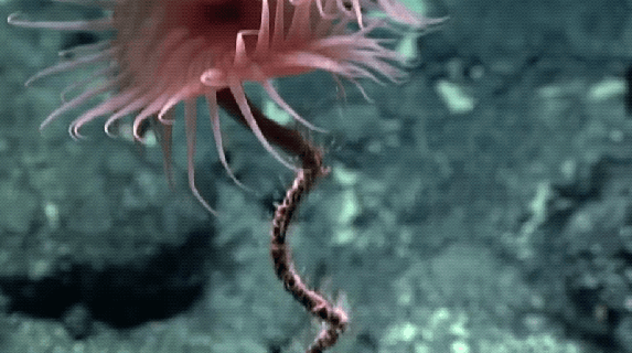 here are most incredible life forms noaa found on its latest deep small