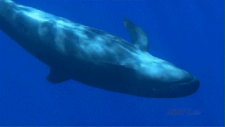 false killer whales tumblr small
