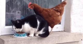 https://cdn.lowgif.com/small/e91d07f5bc93d91e-chicken-gif-find-share-on-giphy.gif