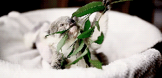 baby koala on tumblr small
