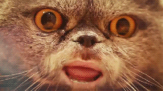 cat kitty gif find share on giphy small
