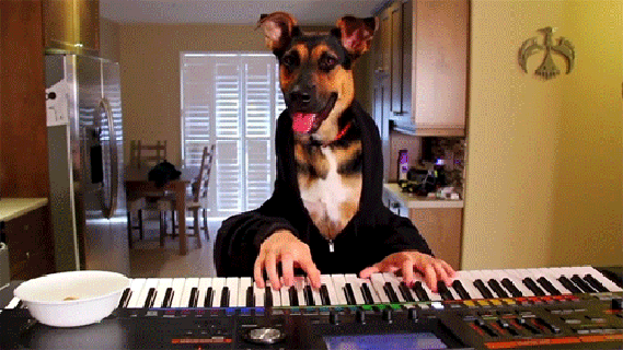 dog plays piano man versus escalator behold the scrollable circus small