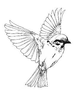 https://cdn.lowgif.com/small/ea37e185be645504-bird-black-and-white-drawing-at-getdrawings-com-free-for-personal.gif